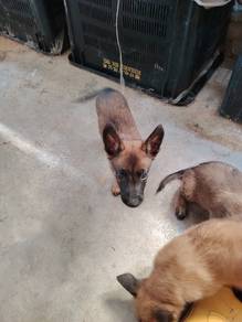 belgian malinois