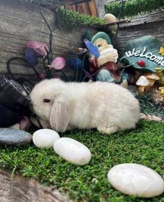 Holland lop