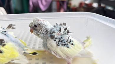 baji heli (Helicopter budgies)
