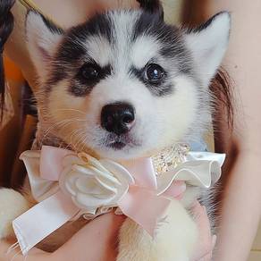 Husky