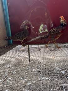 Red golden pheasant