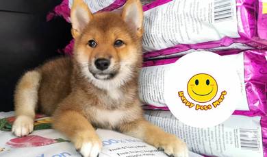 SS9400 Shiba Inu cute puppies