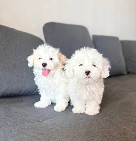 Maltipoo o