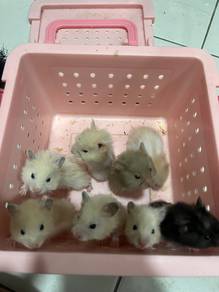 Syrian Hamster