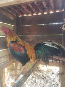 ayam sabung