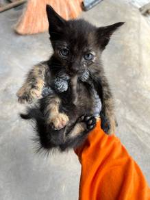 rehome kucing