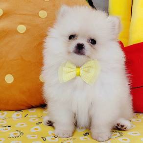 Pomeranian