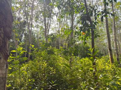 Agricultural Land in Kupang, KDH