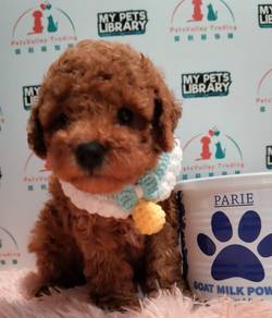 Poodle