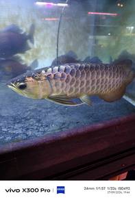 Blue base crossback golden arowana