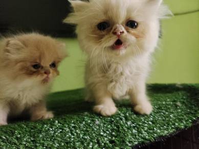 Male - Longhair Semi flat