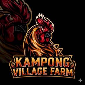 Ayam baka Rhode Island Red Production (RIR)