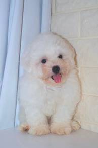 G19 Kawai Bichon Dog