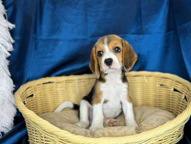 Beagle (Male)