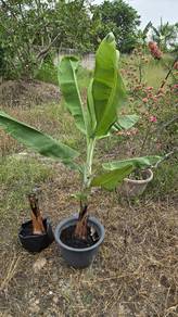 Anak pokok pisang Berangan 