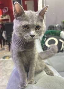 Non Standard Munchkin Kitten