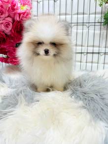 PPP1122 Pomeranian party color puppy