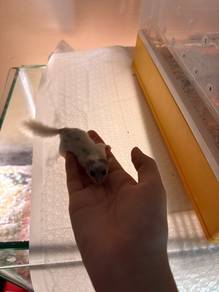 African dormice mice
