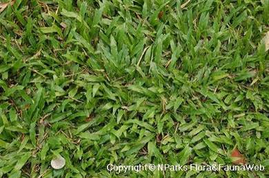 Axonopus Compressus / Cow Grass