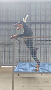 MKA USA line Doberman Female 1307D