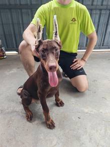 Doberman Female Red 红褐色杜宾狗【母】