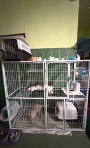 Sangkar Kucing