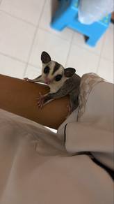 White Face Baby Male Sugar Glider (4Months Old)