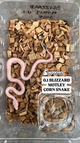 corn snake ular jagung