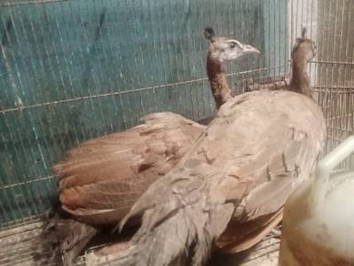 burung merak violet 
