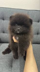 Pomeranian male Black color Puppy