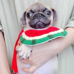 Pug