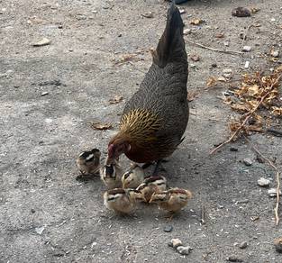 ayam hutan