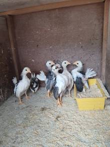 Ayam serama