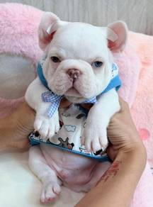 FRENCH BULLDOG PUPPIES 🌻VIP727 Boy