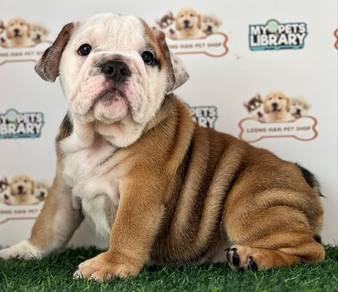 Bulldog