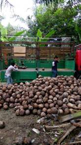 Benih kelapa SGG TULEN/pandan TUA