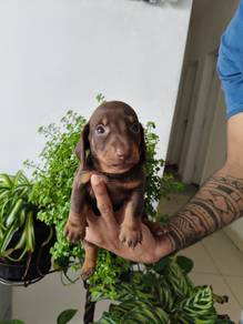 Dachshund. 