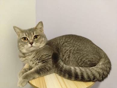 kucing Baka BSH