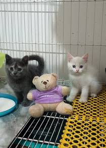 Cute Kittens British Shorthair 