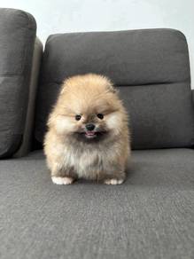 R2399 Tiny Pomeranian lovely good pet dog