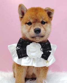 Shiba Inu