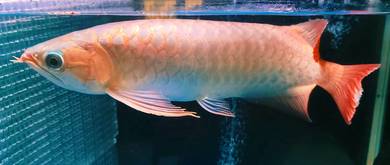 Super Red Arowana