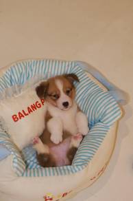 J0823 Corgi sweet and lovely puppy