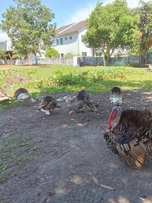 Ayam belanda