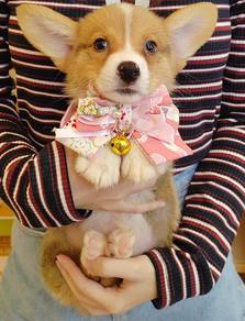 Corgi
