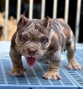 AMERICAN BULLY PUPPIES S121 🐻 Rehome Male Exotic