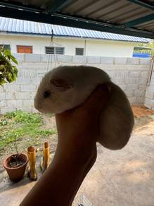 Guinea Pig / Tikus Belanda