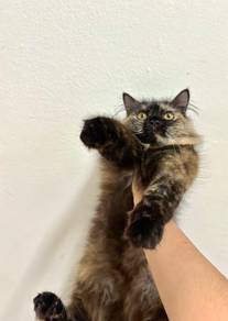 Kucing persian mix mainecoon