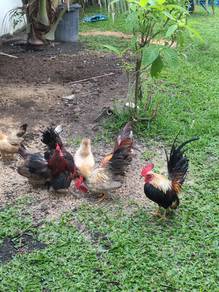 Ayam serama jantan