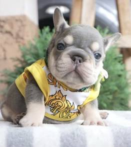 FRENCH BULLDOG PUPPIES🌻VIP17 Lilac Tan